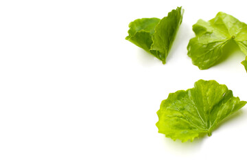 Fresh gotu kola leaves on a white background.