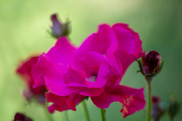 fiore rosa  con sfondo verde
