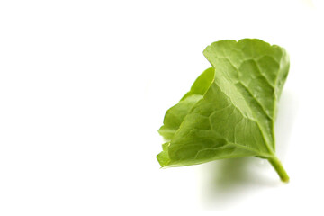 Fresh gotu kola leaf on a white background.