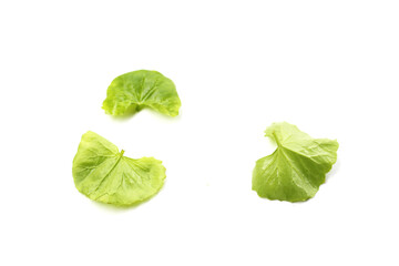 Fresh gotu kola leaves on a white background.