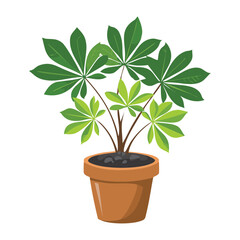 Dwarf Umbrella Plant in Terracotta Pot