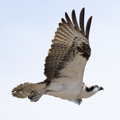A majestic Osprey with giant wingspan flies over the coastline of Southern California.  