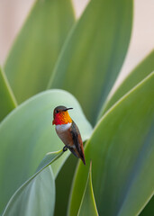 A vibrant Allens Hummingbird rests on a stalk in a cactus garden with beautiful orange and gold neck feathers.  