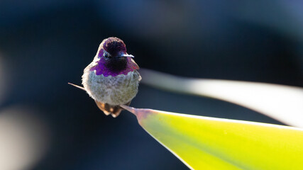 A beautiful Annas hummingbird with brilliant purple neck feathers resting briefly on a stack in a cactus garden.  