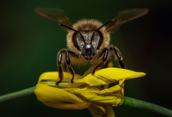 Macro Photograph of a Bee Perched on a Vibrant Flower