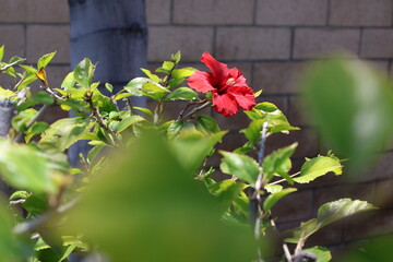 Red hibiscus plant in the summer sun