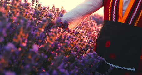 Girl hand in traditional ethnic bulgarian attire gently brushing blooming lavender flowers against warm glow of a sunset on the field