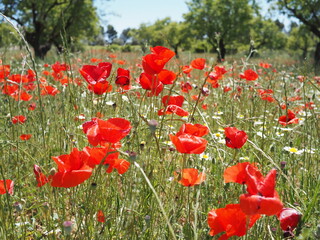 Obraz premium Bright red poppies in full bloom under the bright spring sun in the Spanish countryside. The colorful beauty of rural Spain in late spring. Natural landscape of Castilla-La Mancha.