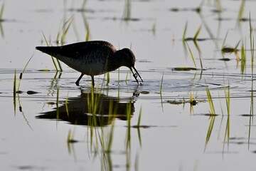 タカブシギさん