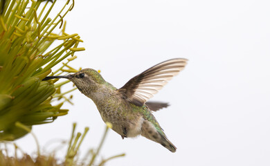 A beautiful green Annas hummingbird flying through and feeding in a cactus garden in Southern California.  