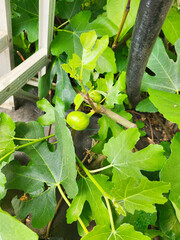 Fig fruit tree going in a greenhouse. AI