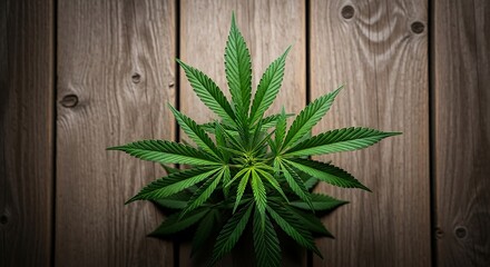 Close-up of a young cannabis plant with vibrant green leaves against a rustic wooden background