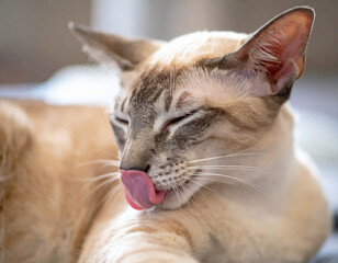 With its eyes gently closed and tongue curled to lick its nose, the elegant cat enjoys a calm and content moment in the soft daylight.