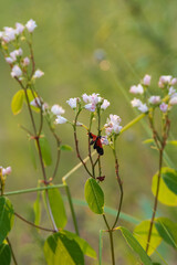 Black-and-yellow lichen moth on a flower
