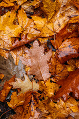 Close-up of wet autumn leaves in shades of orange, brown, and yellow scattered on the ground. Rust tones, natural textures, organic palette, seasonal color inspiration..