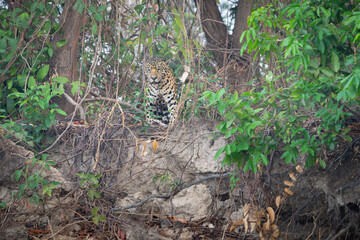 Jaguar on top river bank