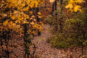 Leaf-covered path winding through dense autumn foliage in a quiet forest. Autumn depression,...