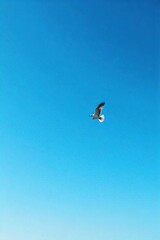 A lone bird in flight against a vast, clear blue sky, symbolizing boundless freedom and limitless potential The image evokes a sense of escape and liberation , altitude, adventure, journey
