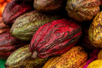 Fresh cacao fruits