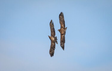 Juvenile bald eagles in flight