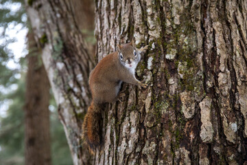 Red squirrel 