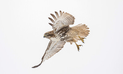 Red-tailed hawk in flight