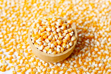 Yellow raw unpopped popcorn kernels