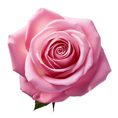 Una rosa en fondo blanco