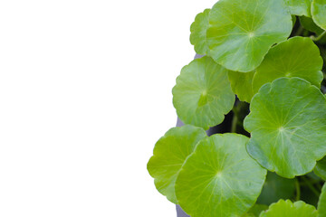 Green leaves of centella asiatica plant