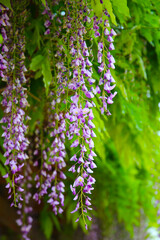 Cascading clusters of purple wisteria flowers hanging gracefully from a wooden trellis