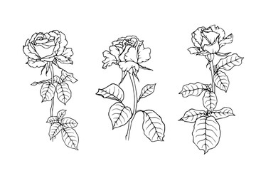 Set of linear sketches, rose flower outlines. Vector graphics.