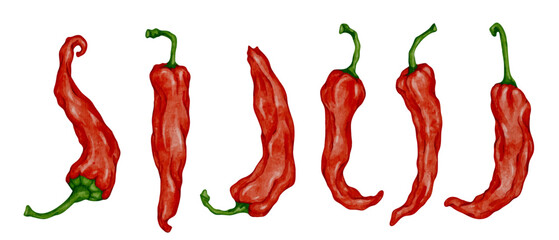 Set of red ripe chili pepper pods. Vector graphics.