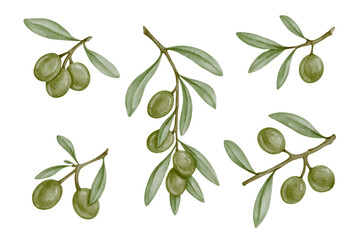 Set of green olive tree branches and ripe berries.Vector graphics.