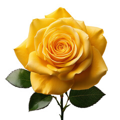 Una rosa en fondo blanco