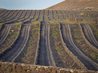 CLOSE UP: Unique vineyards of Lanzarote, characterized by rows of grapevines nestled in hollows...