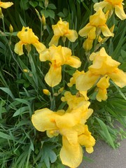 yellow daffodils in spring