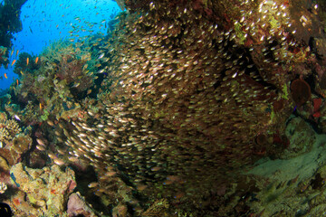 Hundreds of crystal fish live in a reef cave.
