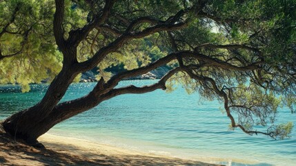 A large tree branch gracefully extends over the ocean water and beach