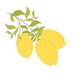 Three ripe lemons on a branch. Citrus icon. Vector illustration in flat style on white background.