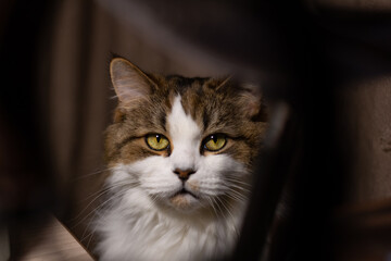 portrait of a highland straight cat © Наталья Гармаш
