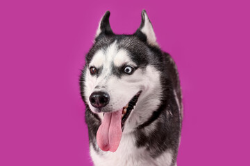 Adorable Husky dog on purple background