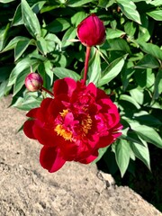 Single dark red peony flower in full bloom with two buds nearby. The vibrant petals and golden stamens are captured in bright sunlight against a background of green leaves and stone.