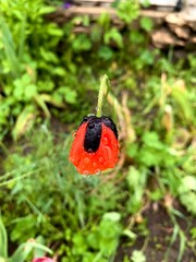 Close-up of a wild red poppy flower with raindrops on its petals, standing out against a green background of grass and weeds. Vibrant natural scene capturing freshness and delicate beauty after rain.