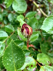 Close-up of a red rosebud with green and white pests on the petals. Surrounded by green rose leaves. Concept of garden pests, plant care, and natural infestation in a real floral environment.