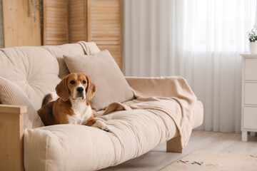 Cute Beagle dog on sofa in living room