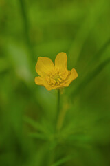 Yellow flower on a background of green grass.