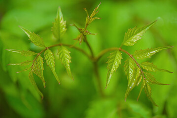 Plant macro photo on a background of blurred greenery.