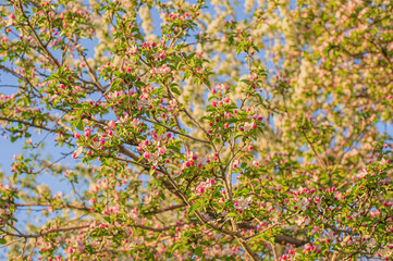 Apple tree in spring against the sky. The tree blooms in April. Apple tree flowers.