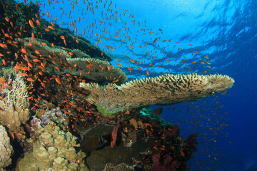 The coral reef comes alive with the abundant marine species that inhabit it. © Francisco