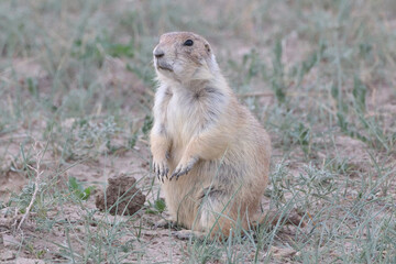prairie dog in the grass